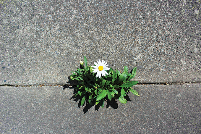 Flower Growing Out of Asphalt